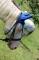 /album/fotogalerie-v-rocnik-hobby-skokovych-zavodu-funny-ranch-jesenice/img-3002-jpg/